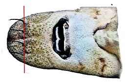 Acipenser naccari_0014.jpg